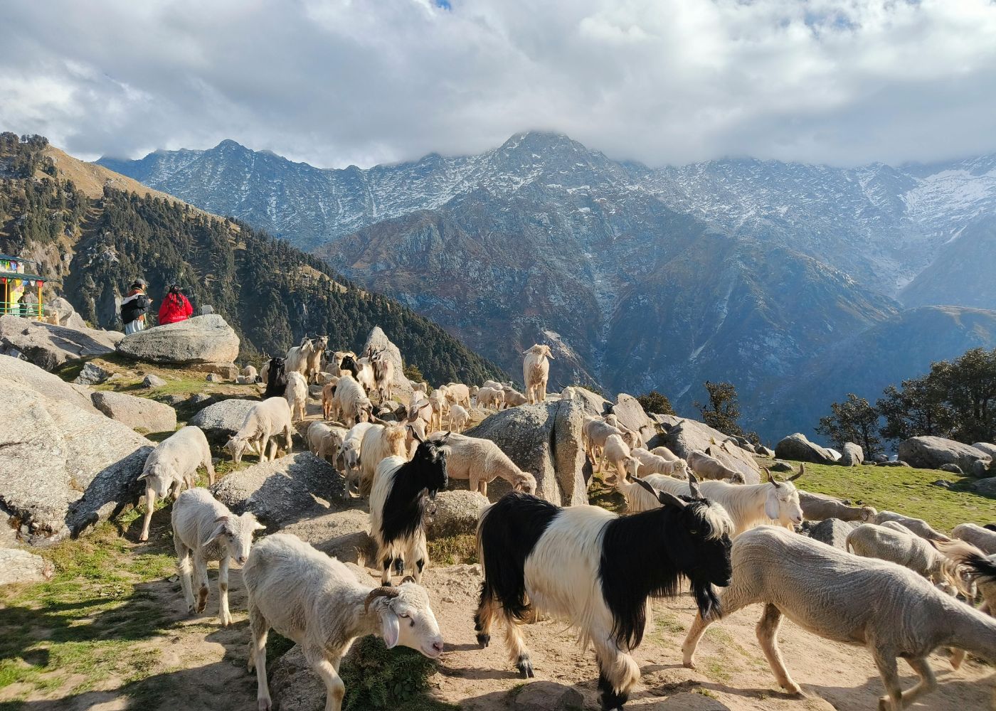 Sheeps Seen During Mardi Himal Trek