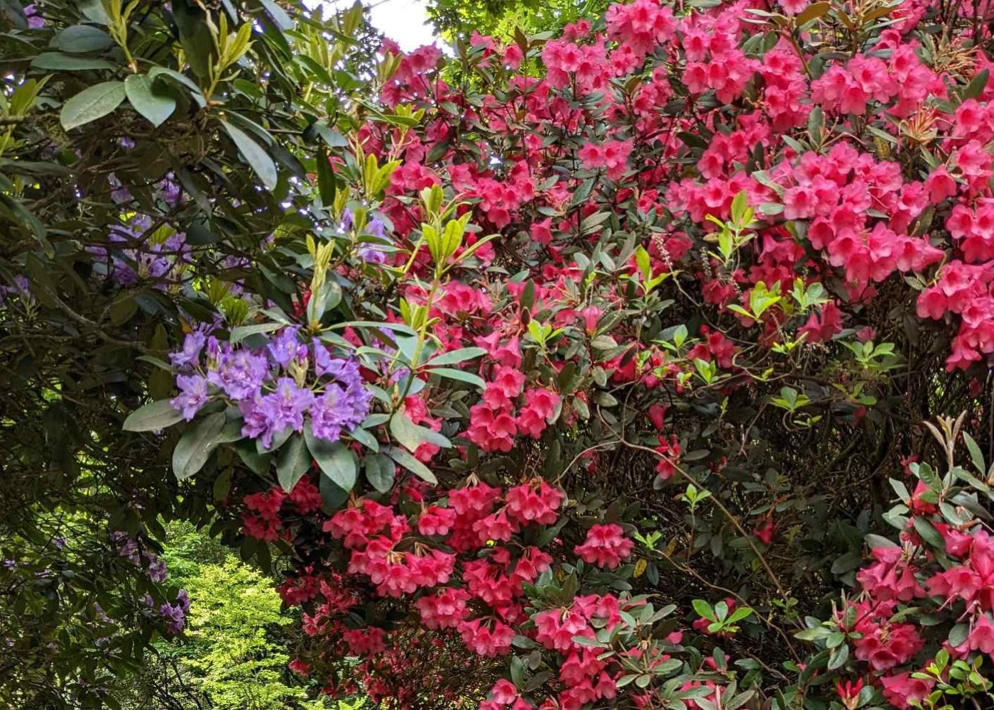 Rhododendron